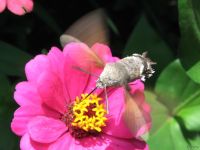 Macroglossum stellatarum