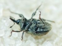 Rhinusa tetra