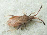 Coriomeris denticulatus