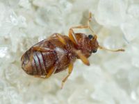 Latridiidae