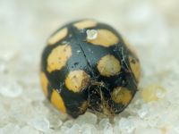 Coccinula quatuordecimpustulata