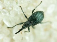 Eutrichapion vorax