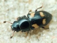 Glischrochilus (Librodor) quadrisignatus