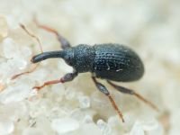 Curculionidae