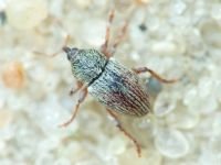 Curculionidae