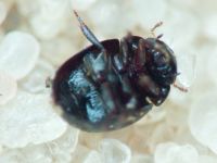 Leiodidae