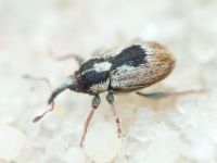 Sibinia (Sibinia) phalerata