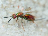 Torymus cupreus