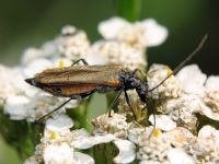 Oedemera femorata