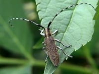 Agapanthia villosoviridescens