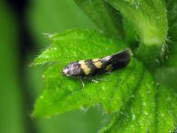 Chrysoesthia sexguttella