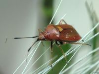 Deraeocoris ruber