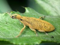 Lixus (Dilixellus) pulverulentus