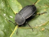 Silpha obscura