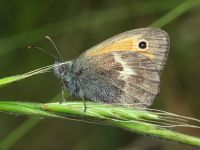 Coenonympha pamphilus