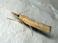 Crambidae