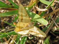 Isturgia arenacearia