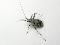 Phytocoris tiliae