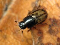 Aphodius (Chilothorax) distinctus