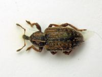 Hypera (Hypera) postica