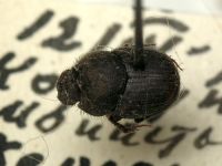 Onthophagus furcatus