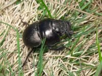 Lethrus apterus