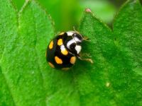Oenopia lyncea