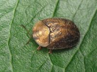 Hypocassida