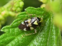 Liocoris tripustulatus