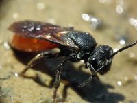 Sphecodes albilabris
