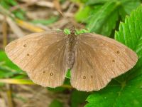 Aphantopus hyperantus