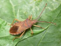 Gonocerus acuteangulatus
