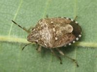 Staria lunata