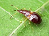 Anthocoris nemorum
