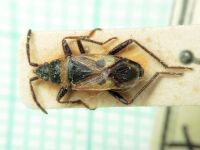 Lasiocoris crassicornis