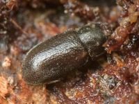 Cis rugulosus