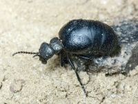 Meloe brevicollis brevicollis