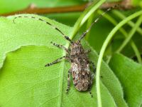 Mesosa nebulosa