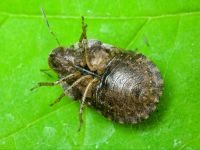 Sciocoris microphthalmus