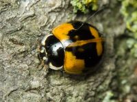 Adalia bipunctata