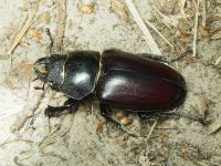 Lucanus cervus