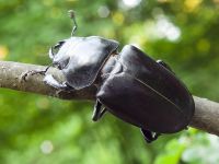 Lucanus cervus