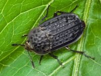 Thanatophilus rugosus