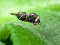 Dictyla rotundata