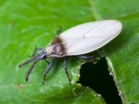 Catoplatus carthusianus