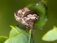 Vilpianus galii