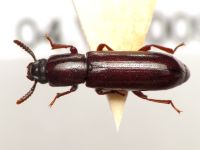 Corticeus (Corticeus) unicolor