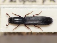 Colydium elongatum