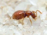 Scydmaenus hellwigii