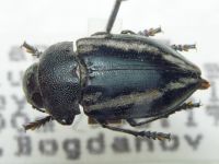 Cyphosoma tataricum